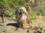 Gelada, Simien Mountains Natrions Park, Ethiopia