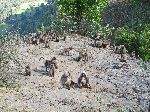 Gelada family, Simien Mountains Natrions Park, Ethiopia
