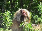 Gelada yawn, Simien Mountains Natrions Park, Ethiopia