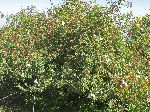 Wild rose, Simien Mountains, Ethiopia