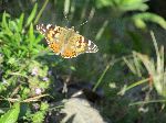 Butterfly, Simien Mountains, Ethiopia