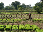 Vegetable garden, Bamako