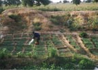 Irrigating garden by hand, Niger River, Mali