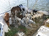 Livestock eating on Niger riverboat