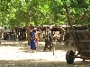 Fulani - Peul men, Sofara Mali