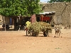 donkey cart, Sofara Mali