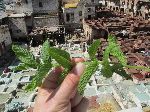 Chouara Tannery, Fez medina, Morocco