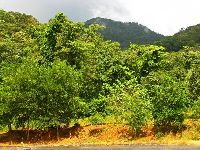 Sierra Leone, Freetown Peninsula, Picket Hill