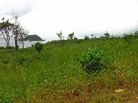 Sierra Leone, Bure Town, rice farm and island