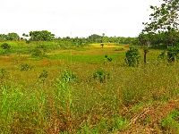 Sierra Leone, forest and rice farming