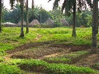 Sierra Leone, village housing with vegetable gardens