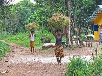 Sierra Leone, carrying fresly cut rice from the farm to village