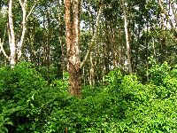 Sierra Leone, rubber trees