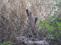 Dassa-Zouma, Benin, family ancestor ceremonial site,