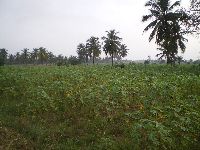 Aneho, Togo, casava farm