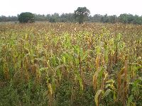 Aneho, Togo, corn field