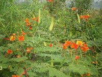 Aneho, Togo, country road, roadside flowers