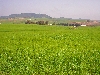 hills on road between Jendouba and El Kef