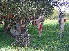 Old clothes in a tree on the road to Hammam Mellegue, El Kef