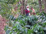 Students harvesting coffee, Escula el Campo, Pinar del Rio, Cuba