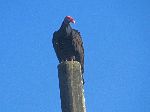 Turkey vulture, Cuba