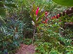 Botanical garden, Vinales, Cuba