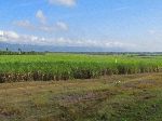 Sugar cane fields, Cuba