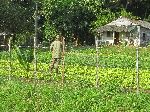 Organic farm, San Antonio de los Banos, Cuba