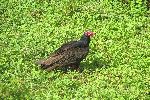 Turkey vulture, Playa Giron, Cuba