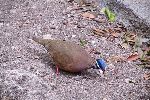 blue headed quail dove, Playa Giron, Cuba