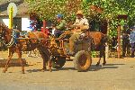 Horse cart travel, Horquitas, Cienfuego, Cuba