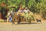 Horse cart travel, Horquitas, Cienfuego, Cuba