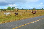 Cows, cowboys, horses and dogs, Cuba