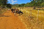 Cattle, Horseback ride, Trinidad, Cuba