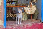 Shop dog, Trinidad, Cuba