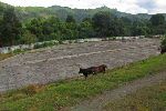 Coffee drying area, Coffee processing factory, Cuba