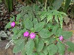 purple flower, Maquipucuna