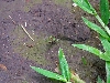 Maquipucuna; leaf-cutter ants