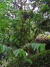 Maquipucuna; epiphytes