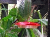 Maquipucuna; hummingbirds