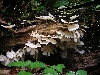 Maquipucuna: fungus / mushroom