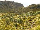 Ecuador, 
    Papallocta Pass, 4064m., "paramos" zone, alpine tundra of tufted grass, wildflowers and wind