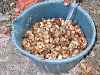 raw cashew nuts in hulls