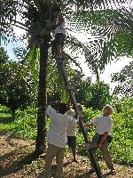 harvesting coconuts, Guyana