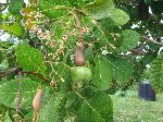 Cashew tree, flower, nut