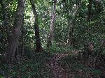 Iwokrama forest, Guyana