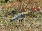 Buff-necked Ibis
