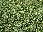 Red pepper plants