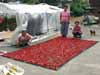 Red peppers drying