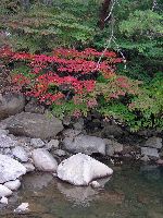 Fall follage, Gayasan National Park, Korea